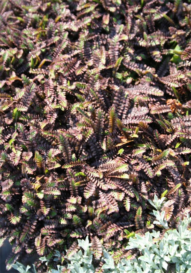 Fiederpolster 'Platt's Black'