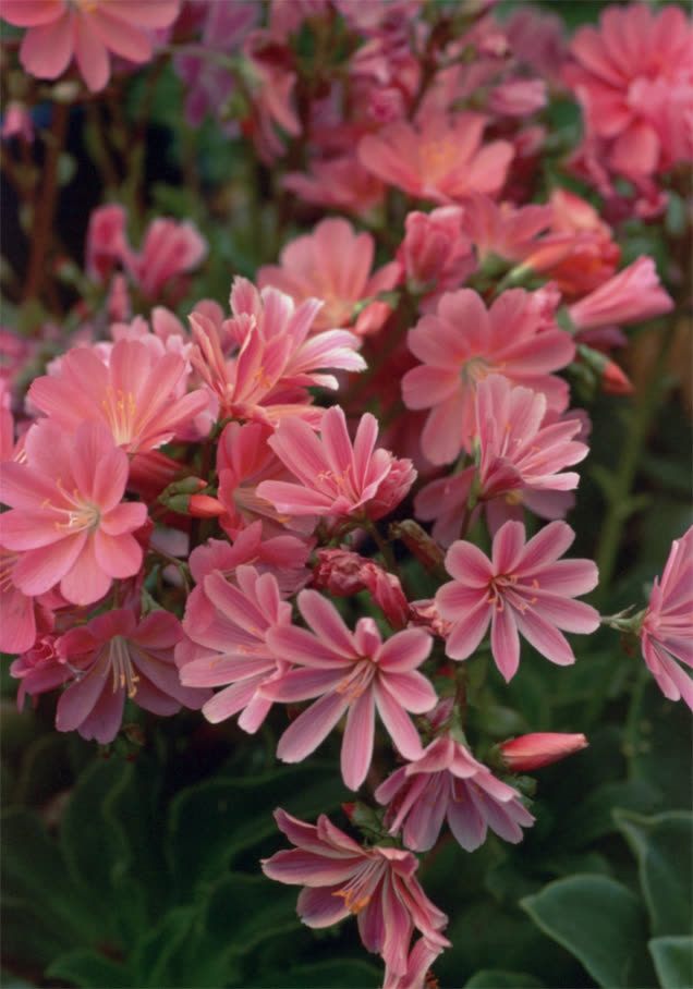 Bitterwurz 'Little Plum'