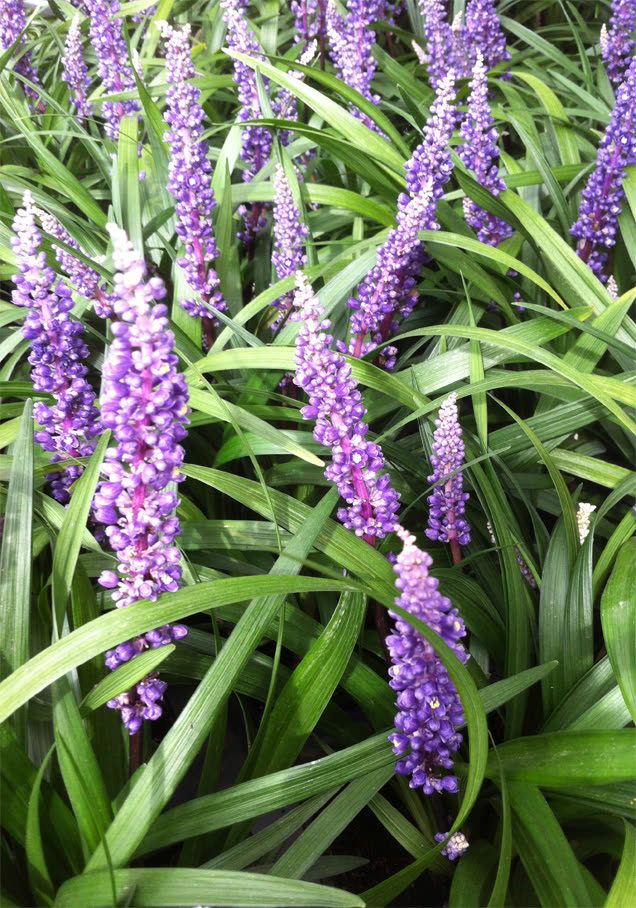 Lilientraube 'Moneymaker'