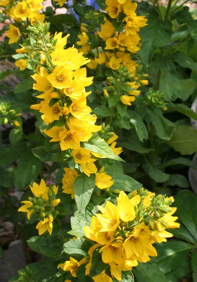 Goldfelberich