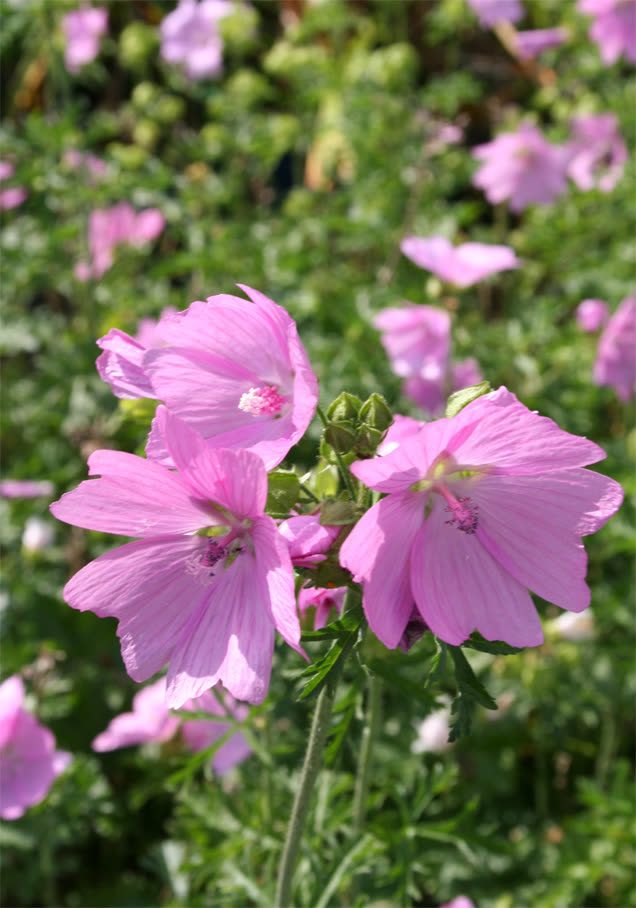 Moschus-Malve 'Rosea'