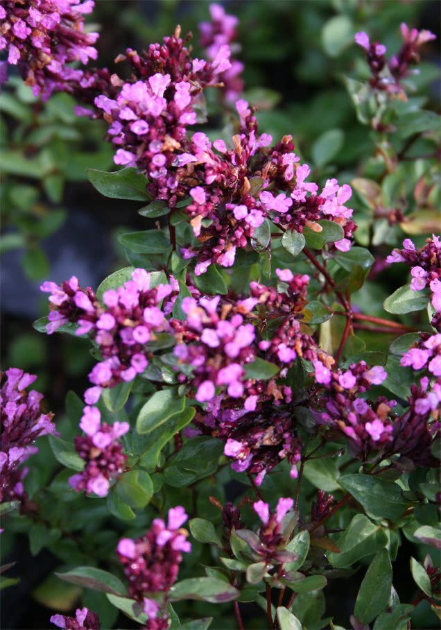 Blumen-Dost 'Herrenhausen'