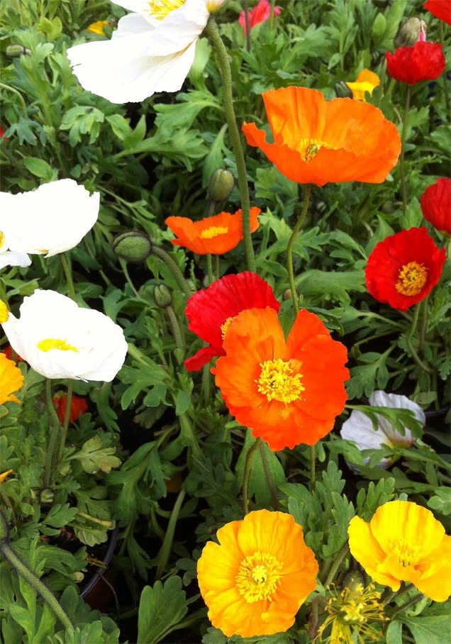Island-Mohn 'Gartenzwerg'