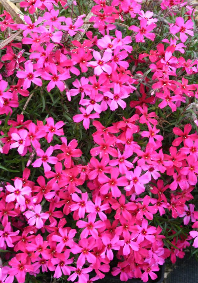 Polster-Phlox 'Atropurpurea'