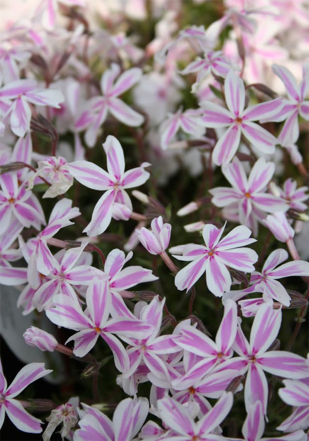 Polster-Phlox 'Kimono Pink-White'