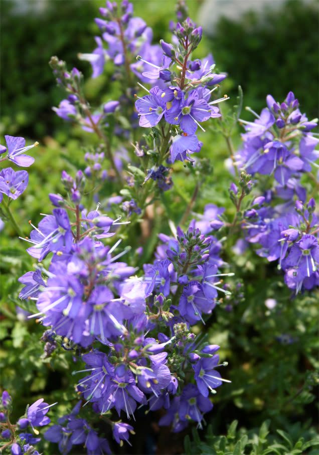 Jakobsleiter 'Bambino Blue'