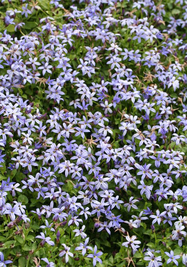 Blaue Scheinlobelie 'Country Park'