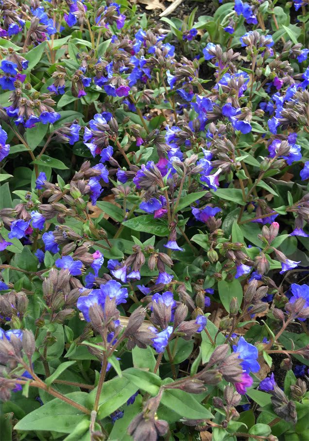 Lungenkraut 'Azurea'