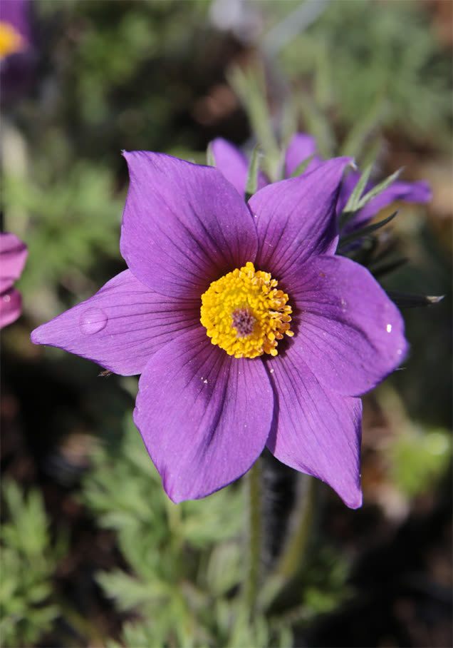 Küchenschelle violett