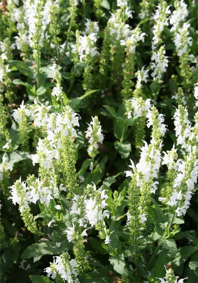 Steppen-Salbei 'Schneehügel'
