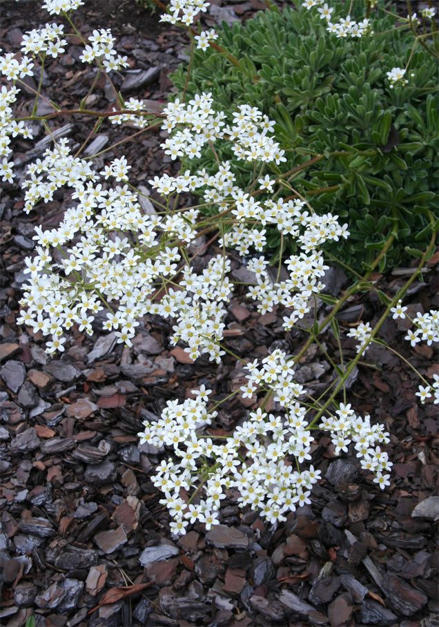 Trauben-Steinbrech 'Minor'