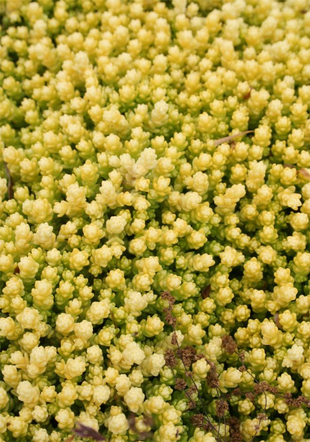 Scharfer Mauerpfeffer 'Yellow Queen'