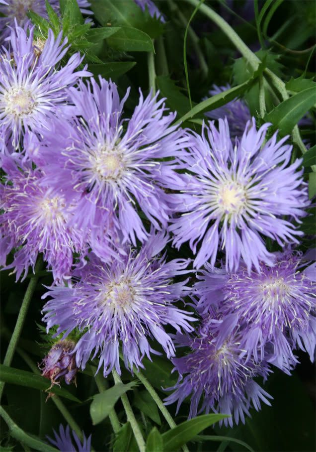 Kornblumenaster