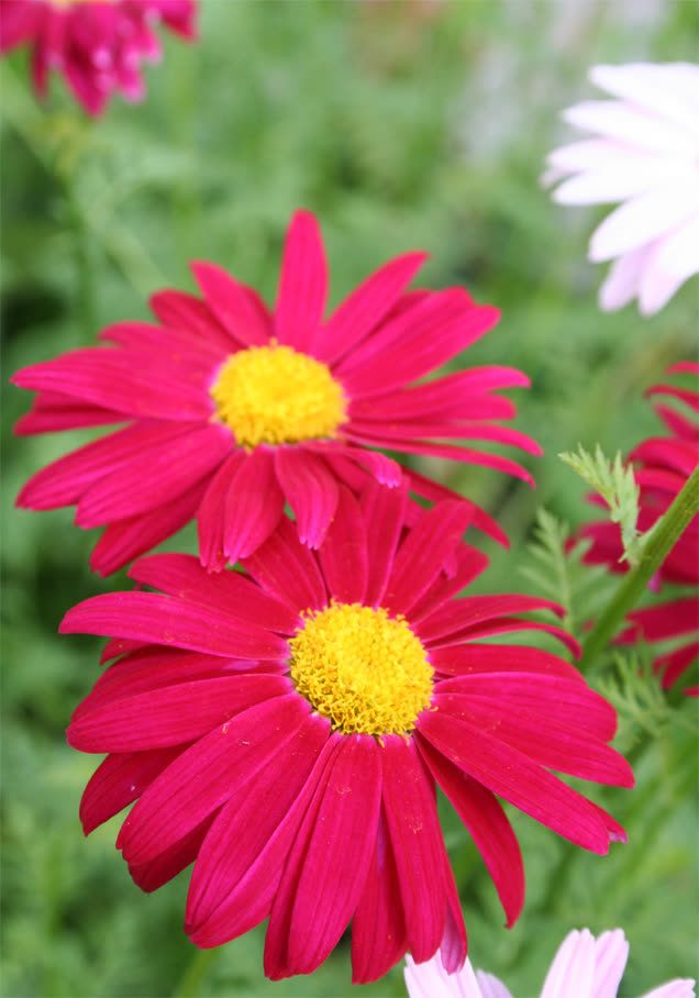 Bunte Margerite 'Robinson Red'