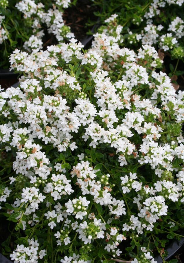 Weißer Teppich-Thymian 'Albiflorus'