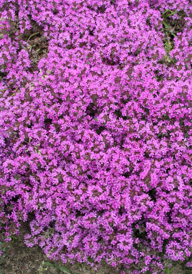 Teppich-Thymian 'Red Carpet'