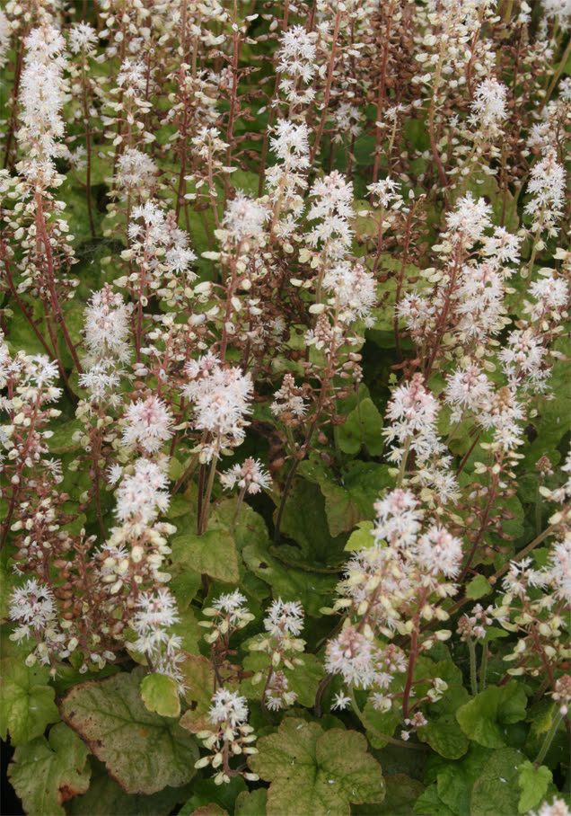 Schaumblüte