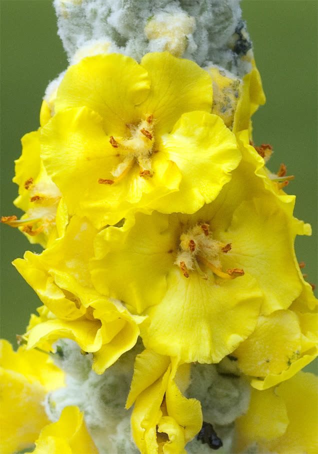 Königskerze 'Polarsommer'
