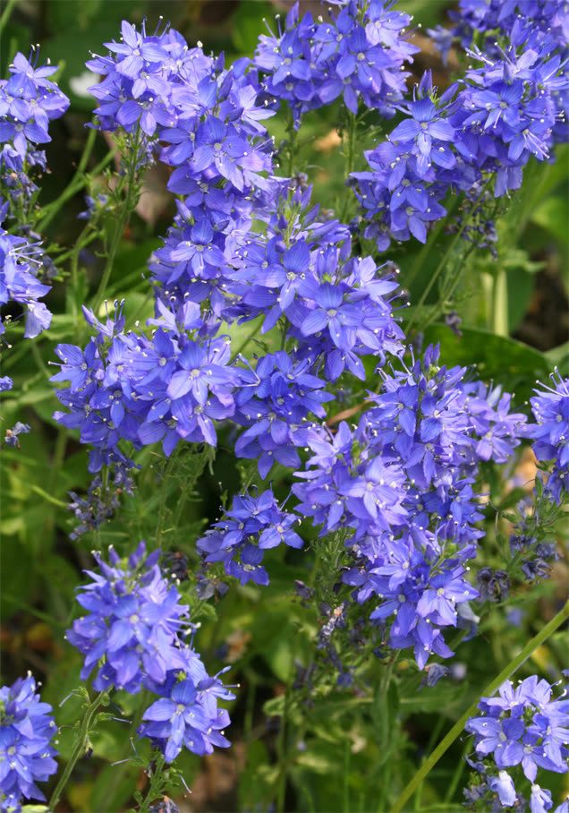 Österreichischer Ehrenpreis 'Royal Blue'