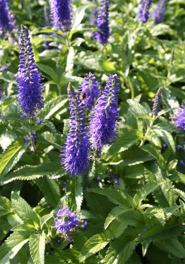 Zwerg-Ähren-Ehrenpreis 'Blauteppich'