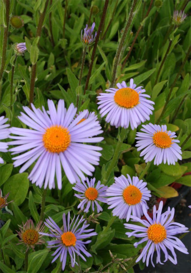 Frühsommer-Aster