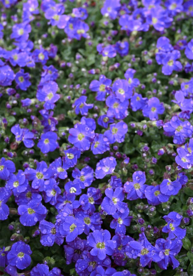 Blaukissen 'Hamburger Stadtpark'