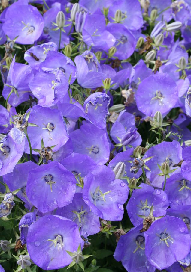 Karpaten-Glockenblume 'Blaue Clips'