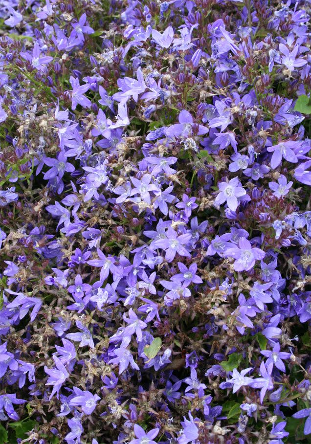 Hängepolster-Glockenblume