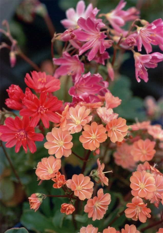 Bitterwurz 'Sunset Strain'