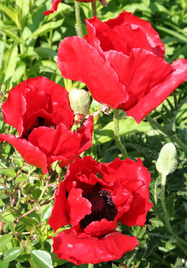 Türkischer Mohn 'Beauty of Livermere'
