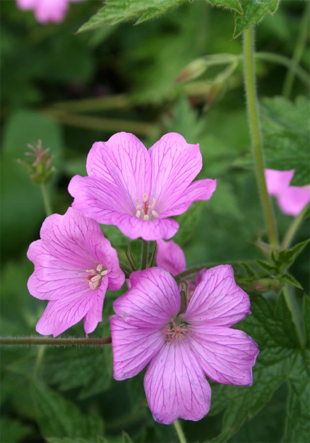 Pyrenäen-Storchschnabel 'Wargrave Pink'
