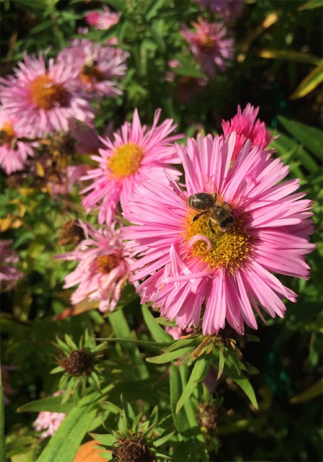 Raublatt-Aster 'Rudelsburg'