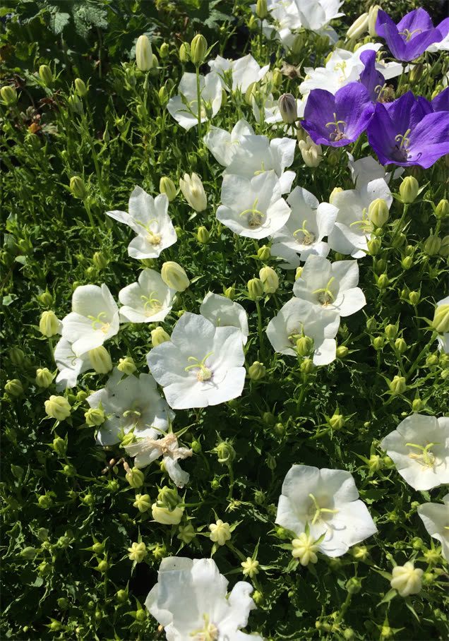 Weiße Karpaten-Glockenblume 'Weiße Clips'