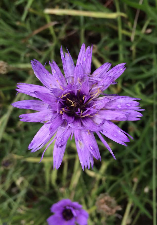 Rasselblume