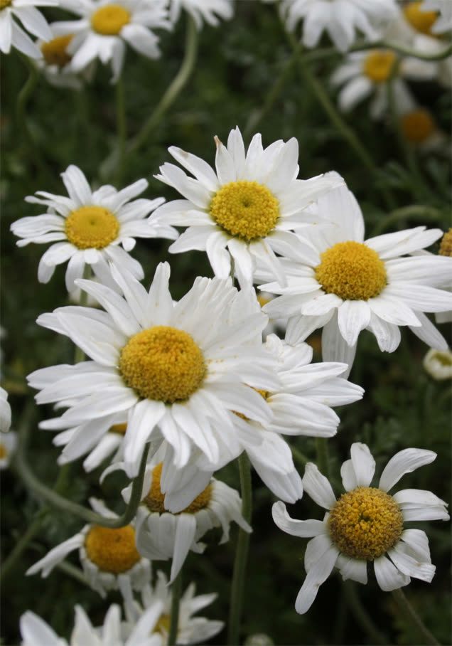Sommer-Margerite 'Alaska'