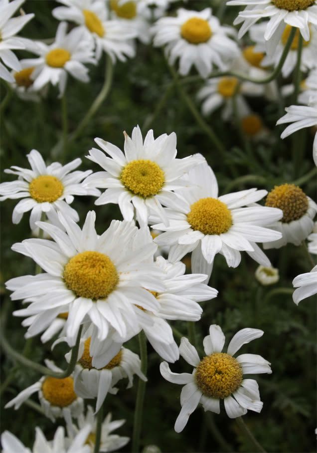 Sommer-Margerite 'Silberprinzesschen'