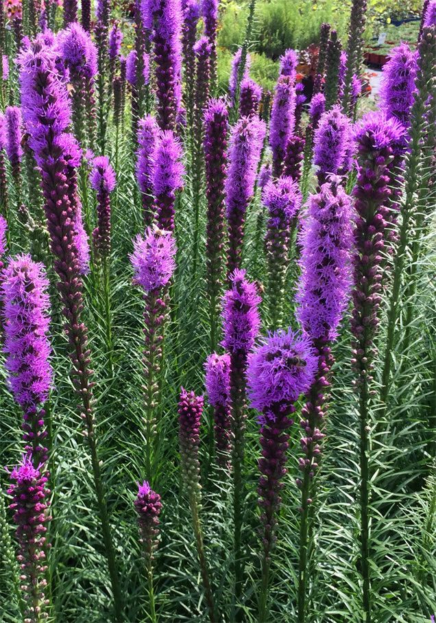 Prachtscharte 'Floristan'