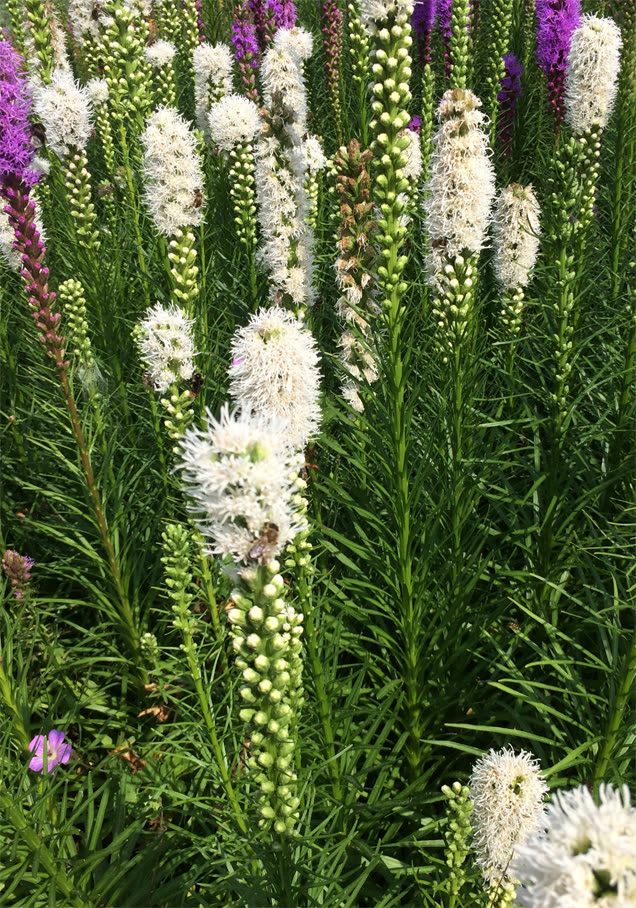 Weiße Prachtscharte 'Floristan Weiß'