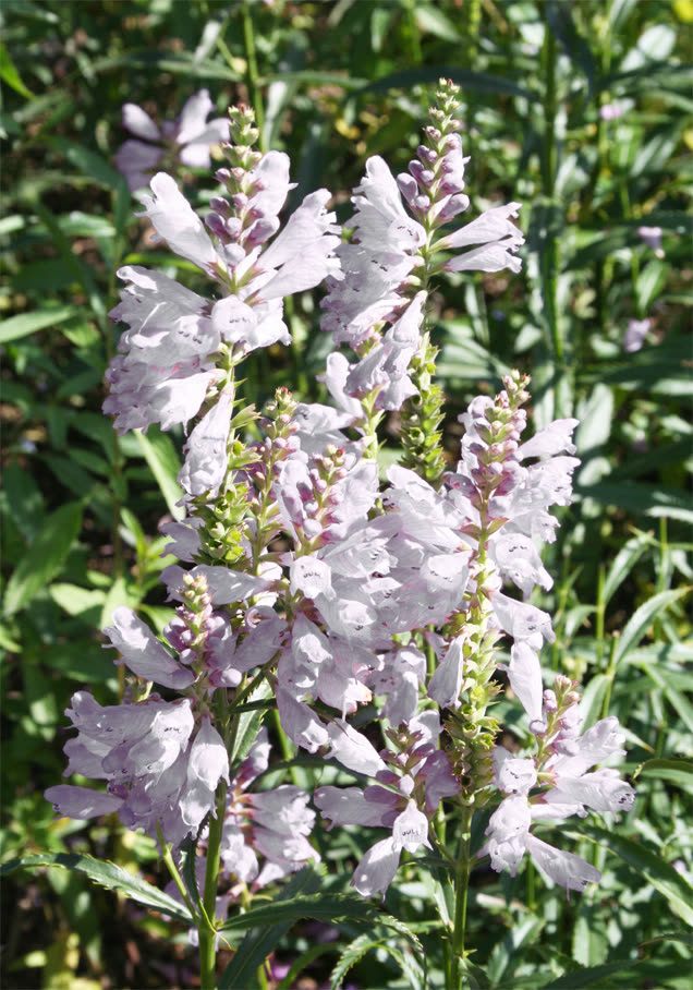 Gelenkblume 'Alba'