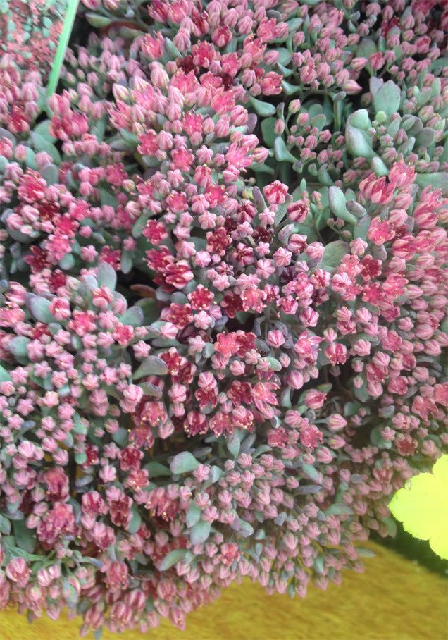 Teppich-Fetthenne 'Rosenteppich'