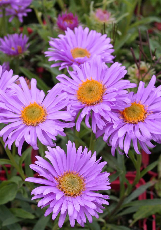 Violette Alpen-Aster