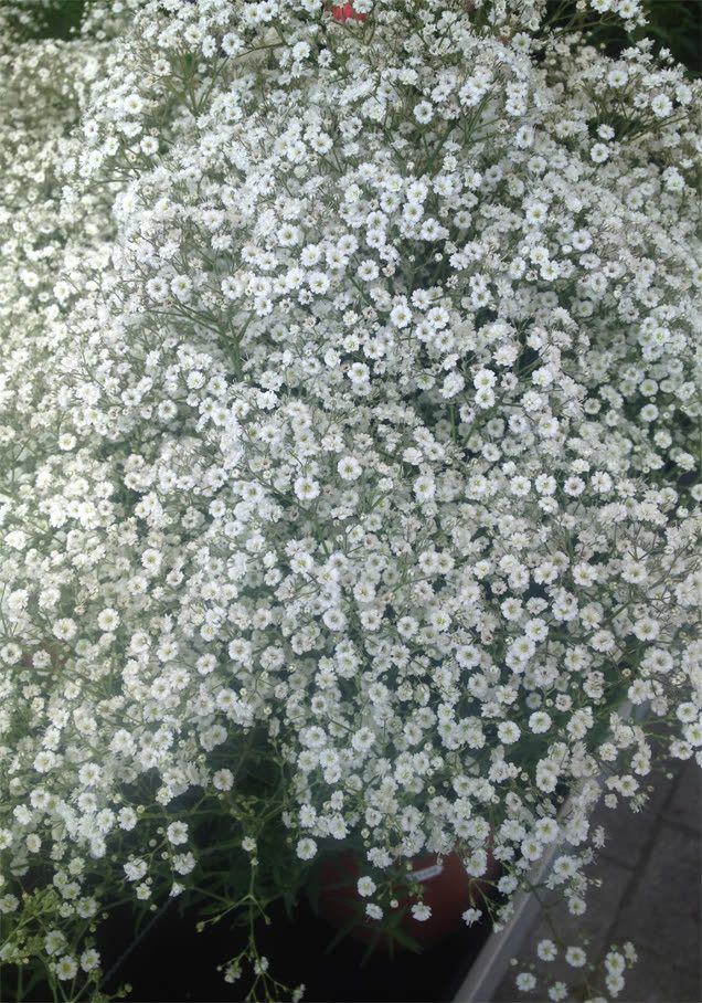 Schleierkraut 'Schneeflocke'