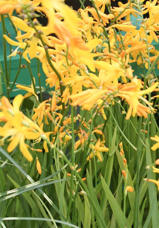 Montbretie 'George Davidson'