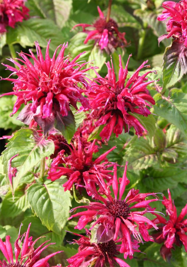 Indianernessel 'Cambridge Scarlet'
