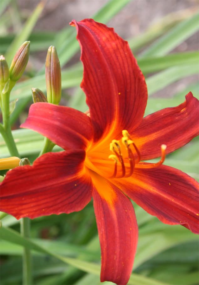 Taglilie 'Sammy Russel'