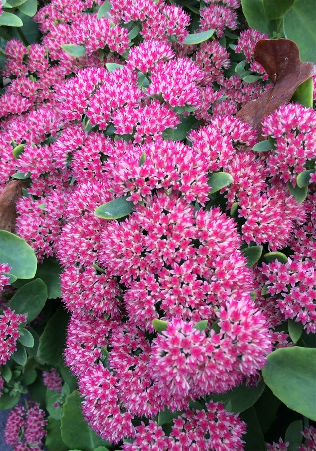 Hohe Fetthenne 'Seduction Green Pink'
