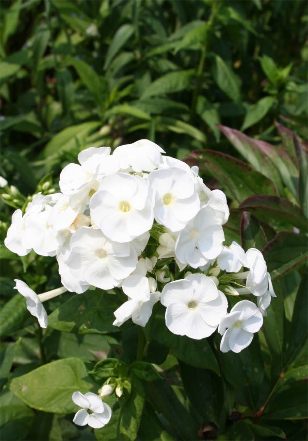 Hoher Stauden-Phlox 'Fujiyama'