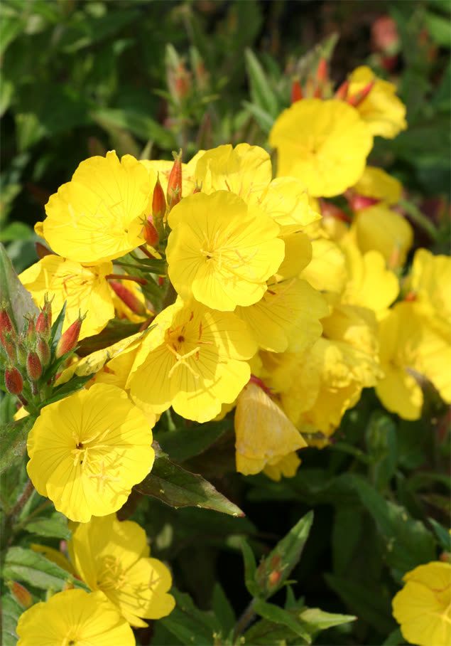Nachtkerze 'Yella Fella'