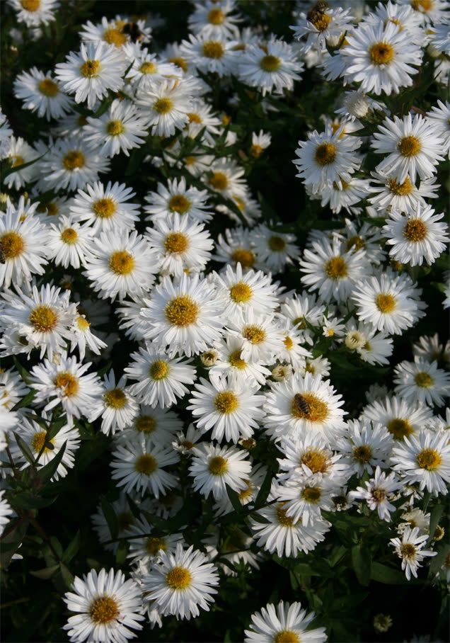 Kissen-Aster 'Schneekissen'