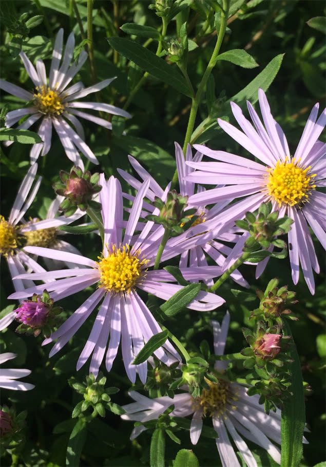 Wild-Aster 'Asran'